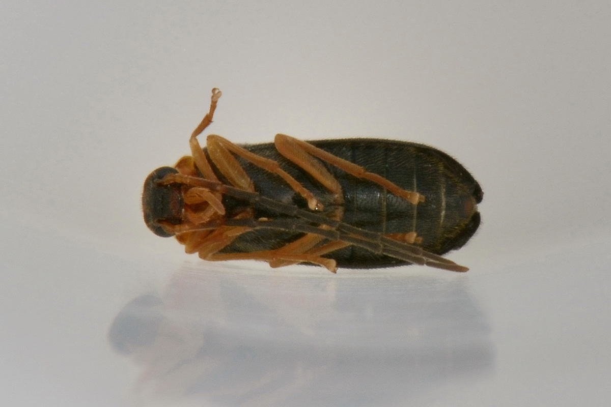 Melandryidae: Conopalpus cfr. brevicollis